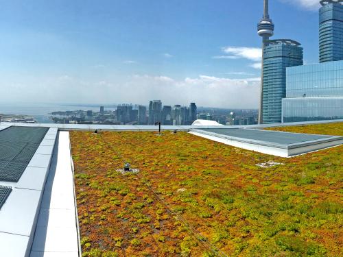 Sedum roof on a tall building